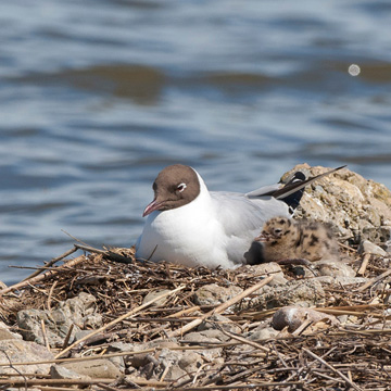 Black-headed Gull