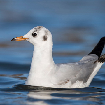 Black-headed Gull