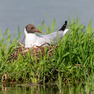 Black-headed Gull