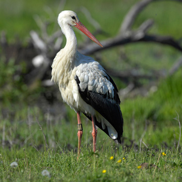 White Stork