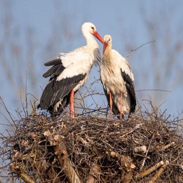 White Stork