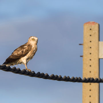 Schlangenadler