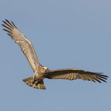 Short-toed Snake Eagle