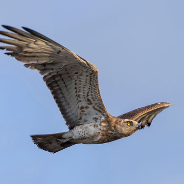 Short-toed Snake Eagle