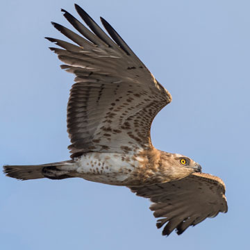 Short-toed Snake Eagle