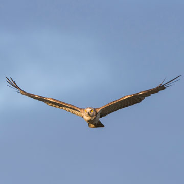 Short-toed Snake Eagle