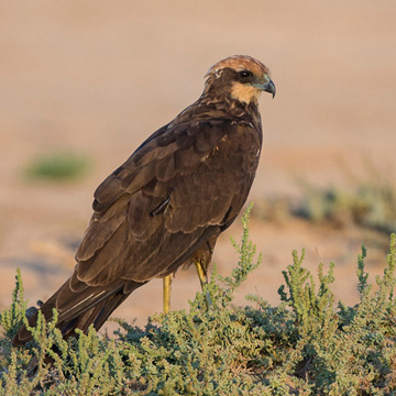 Western Marsh Harrier