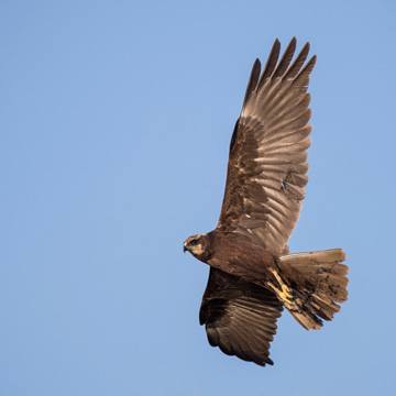 Western Marsh Harrier