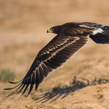 Greater Spotted Eagle