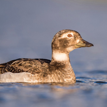 Long-tailed Duck