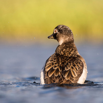 Long-tailed Duck