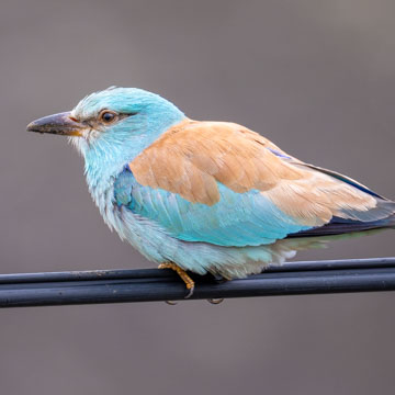 European Roller