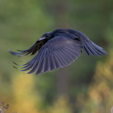 Northern Raven