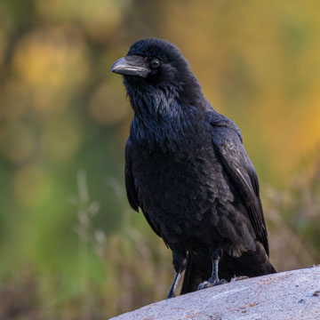 Northern Raven