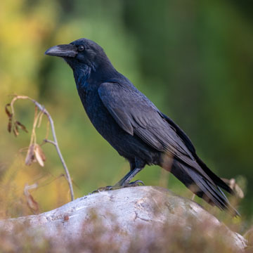 Northern Raven