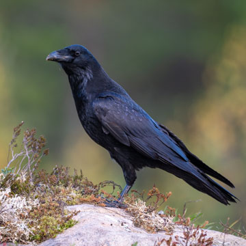 Northern Raven