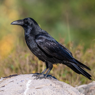 Northern Raven