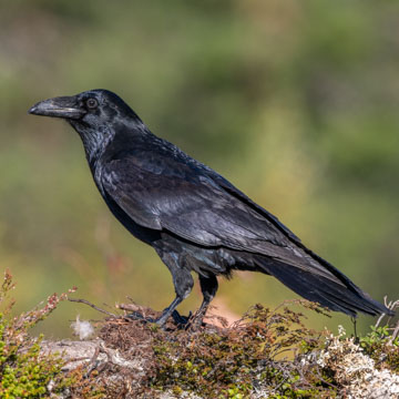 Northern Raven