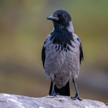 Hooded Crow