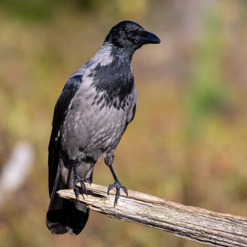 Hooded Crow