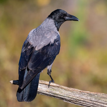 Hooded Crow