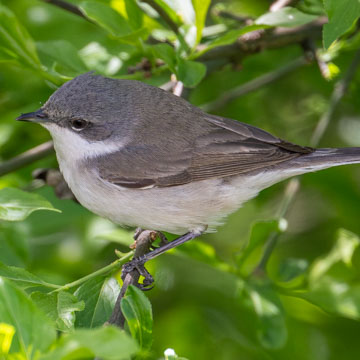 Lesser Whitethroat