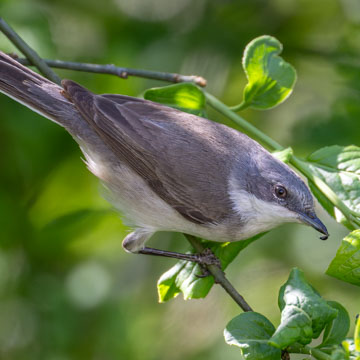 Lesser Whitethroat