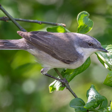 Lesser Whitethroat