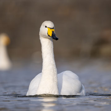 Whooper Swan