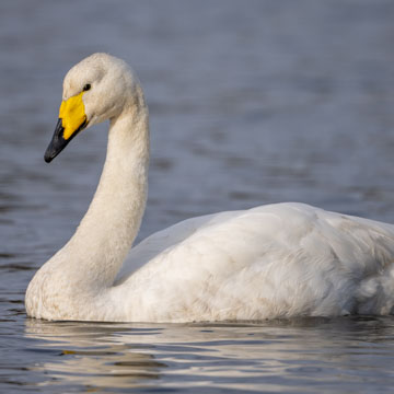 Whooper Swan