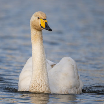 Whooper Swan