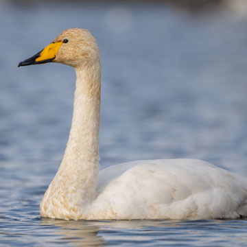 Whooper Swan