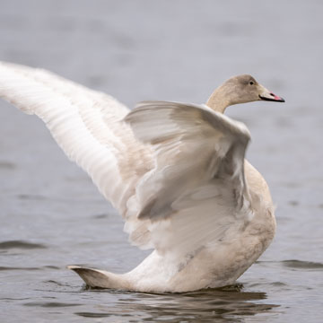 Whooper Swan