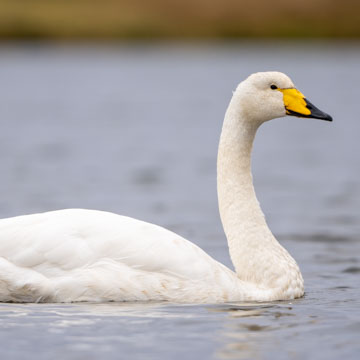 Whooper Swan