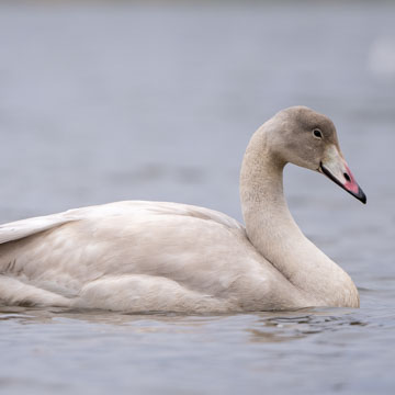 Whooper Swan