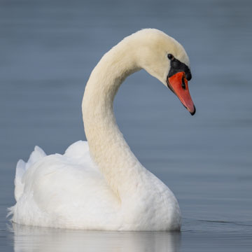 Mute Swan