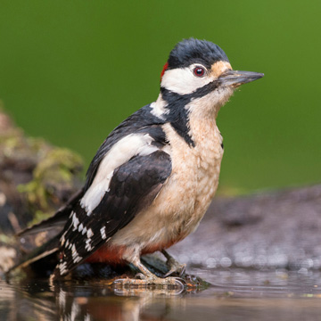 Great Spotted Woodpecker