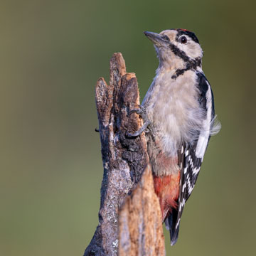 Great Spotted Woodpecker