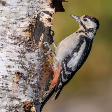 Great Spotted Woodpecker