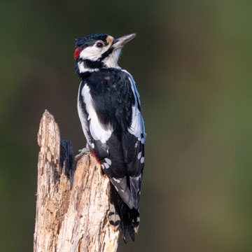 Great Spotted Woodpecker