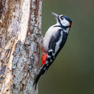 Great Spotted Woodpecker