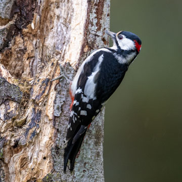 Great Spotted Woodpecker