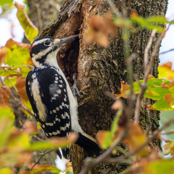 Hairy Woodpecker