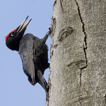 Black Woodpecker