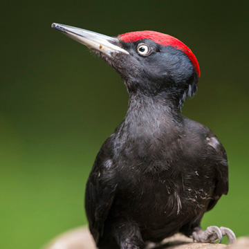 Black Woodpecker