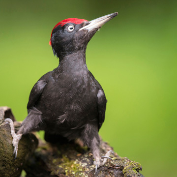 Black Woodpecker