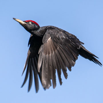 Black Woodpecker