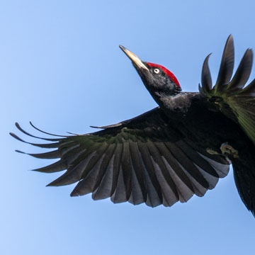 Black Woodpecker