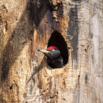 Black Woodpecker