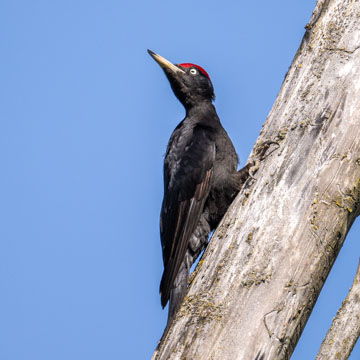 Black Woodpecker